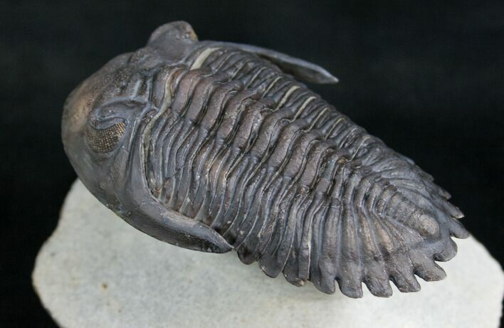 Large, Amazingly Detailed Hollardops Trilobite - #7755